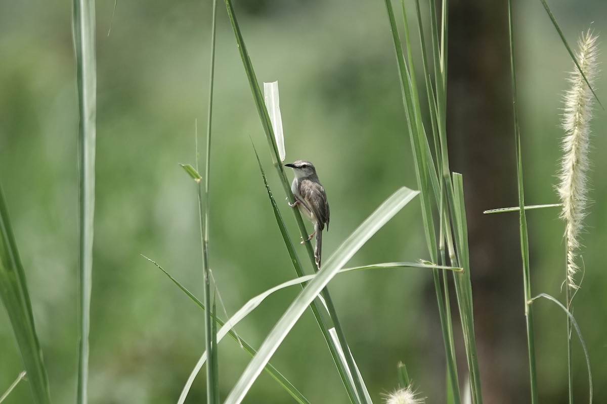 Tawny-flanked Prinia - ML639411036