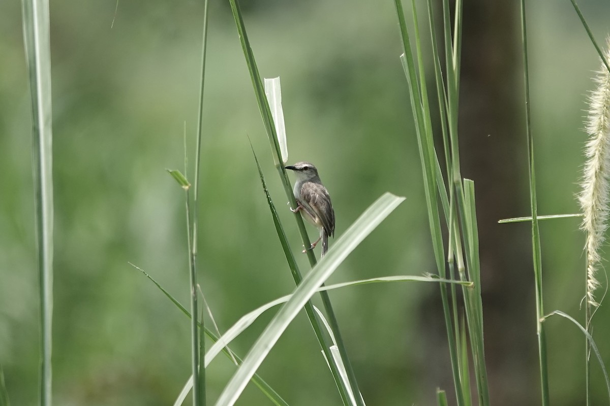 Tawny-flanked Prinia - ML639411039
