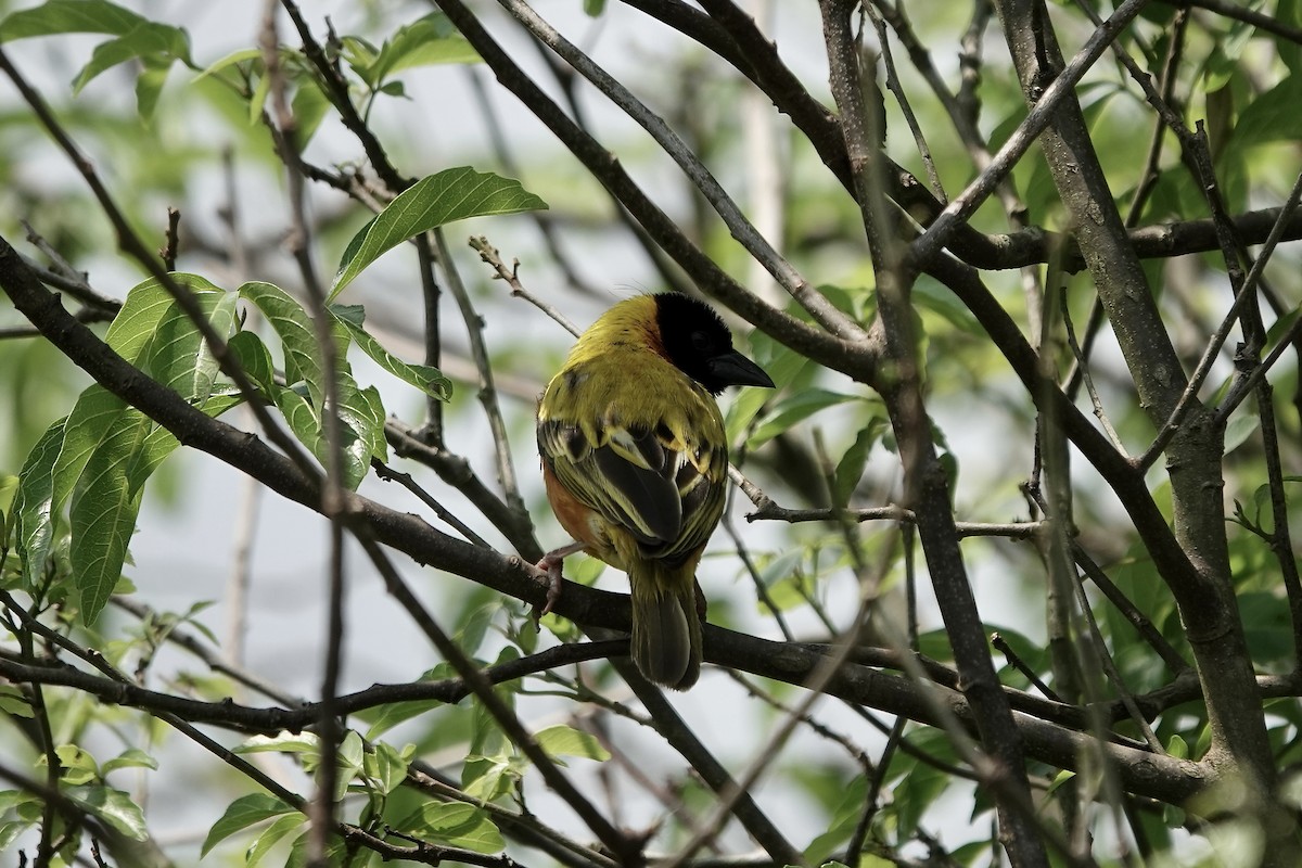 Black-headed Weaver - ML639411042