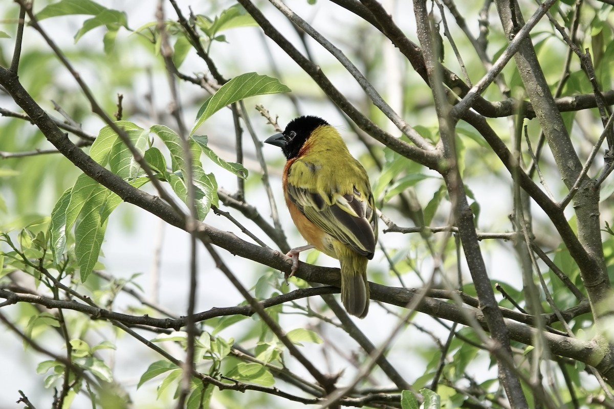 Black-headed Weaver - ML639411044