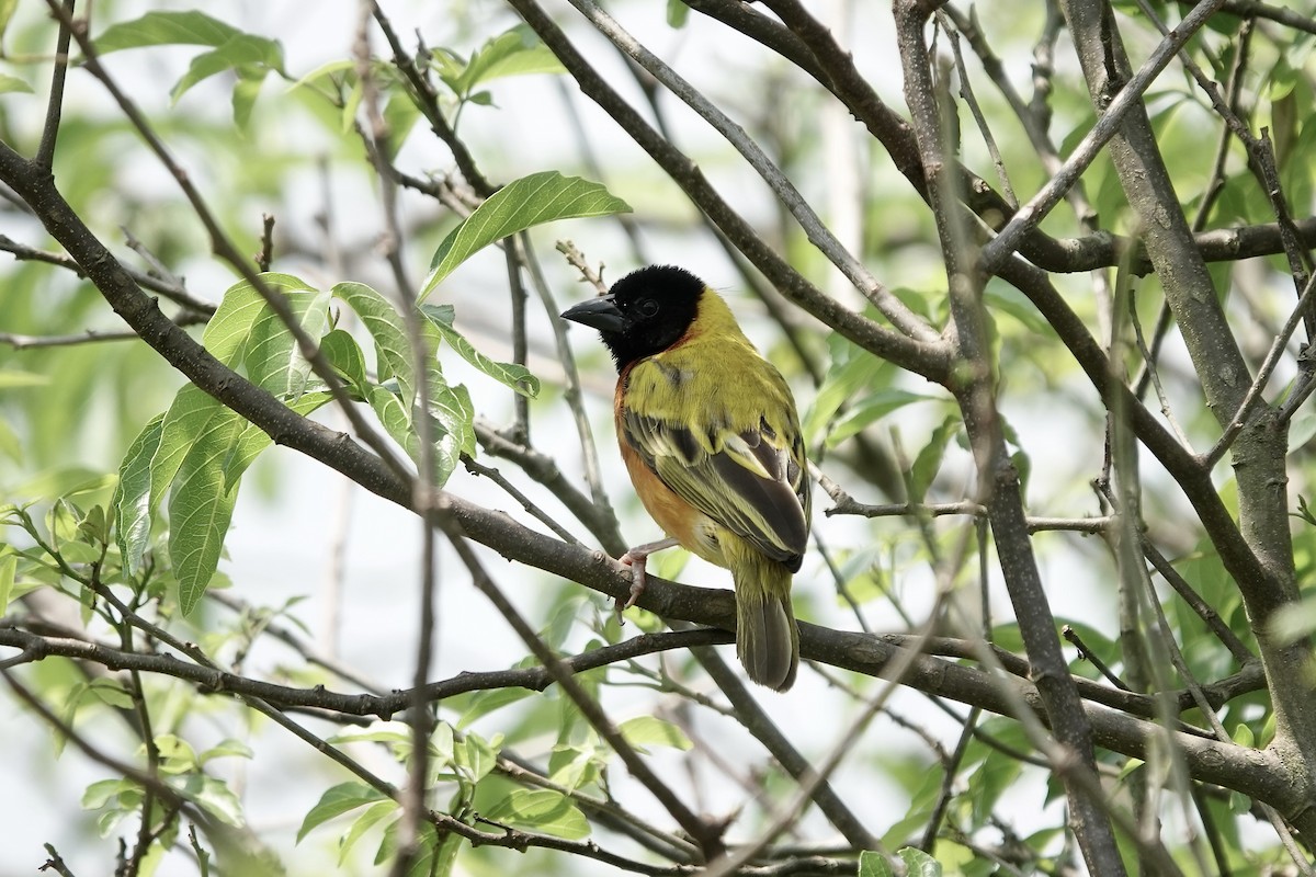 Black-headed Weaver - ML639411048