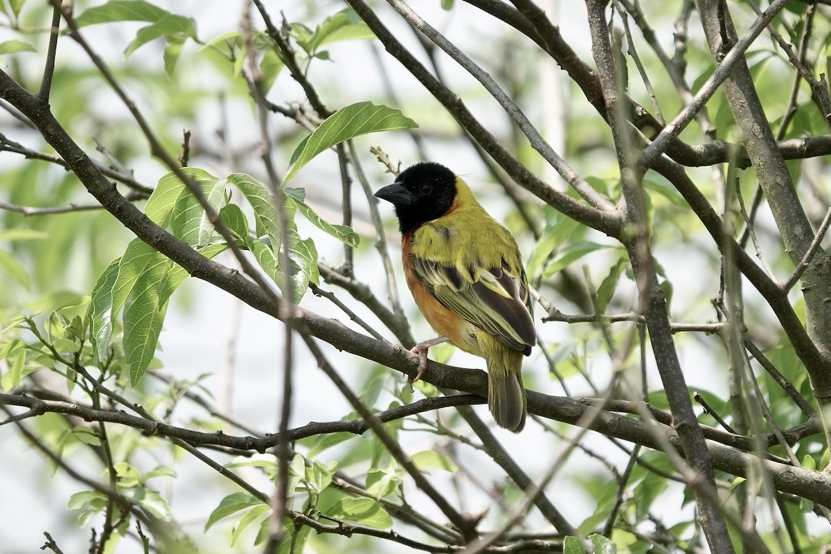 Black-headed Weaver - ML639411049