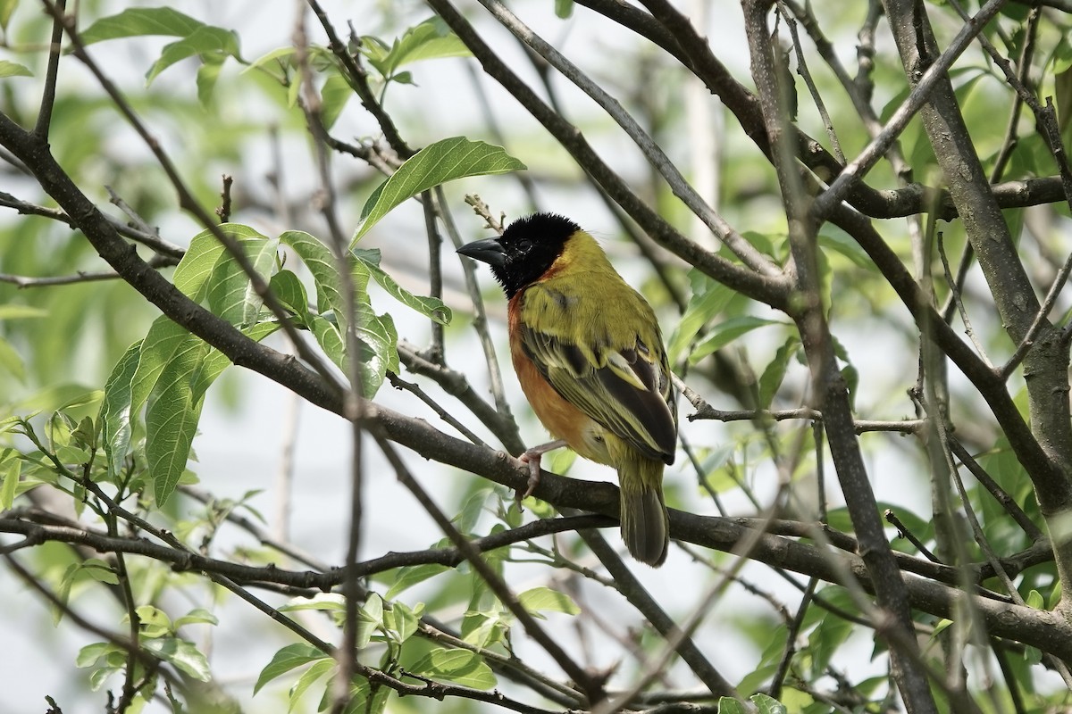 Black-headed Weaver - ML639411051