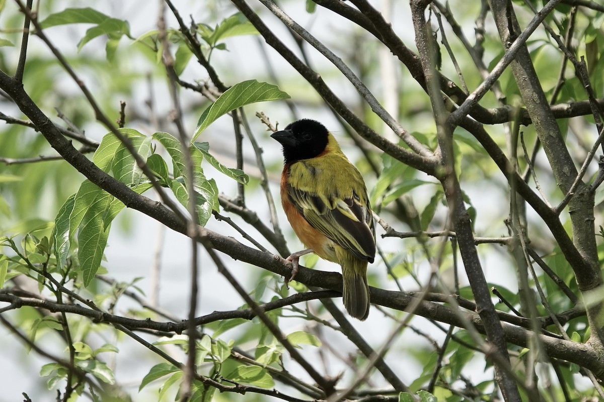 Black-headed Weaver - ML639411052
