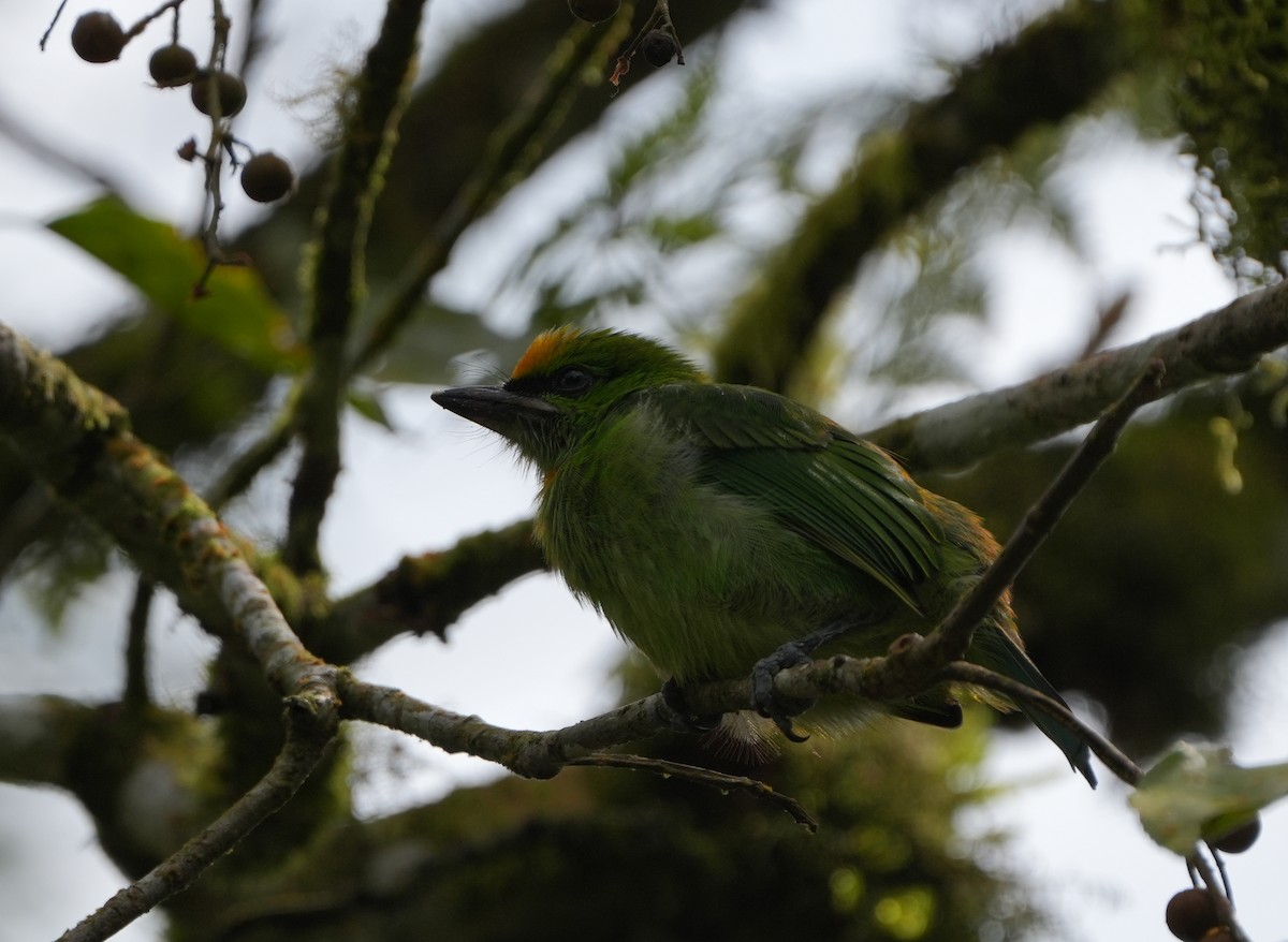 Flame-fronted Barbet - ML639411053