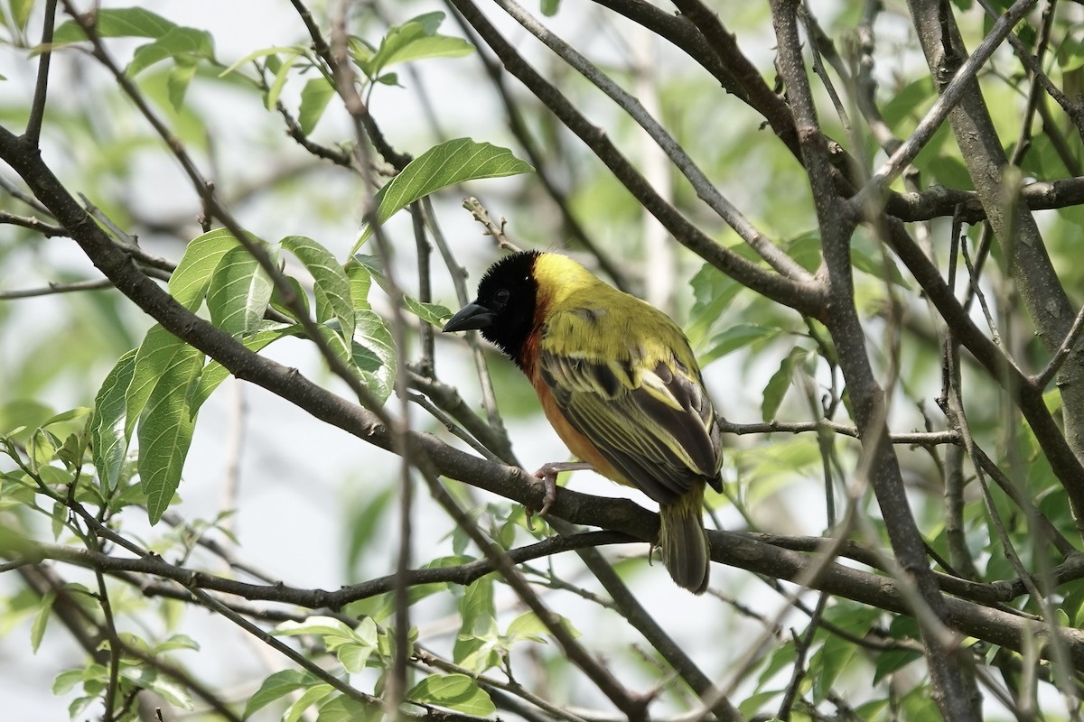 Black-headed Weaver - ML639411054
