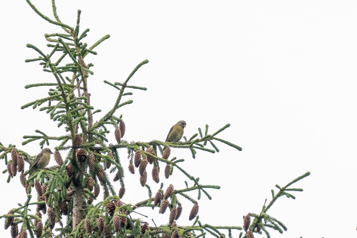 Bec-croisé des sapins (himalayensis) - ML639411059