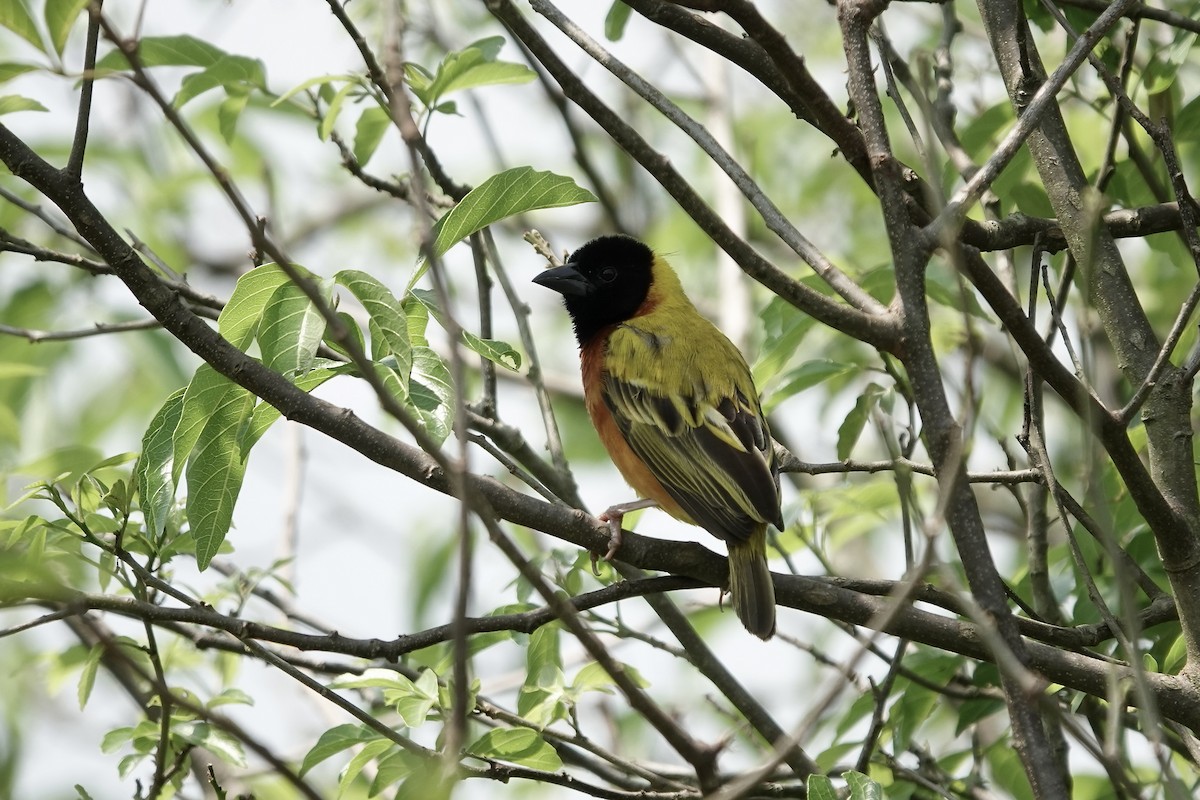 Black-headed Weaver - ML639411060