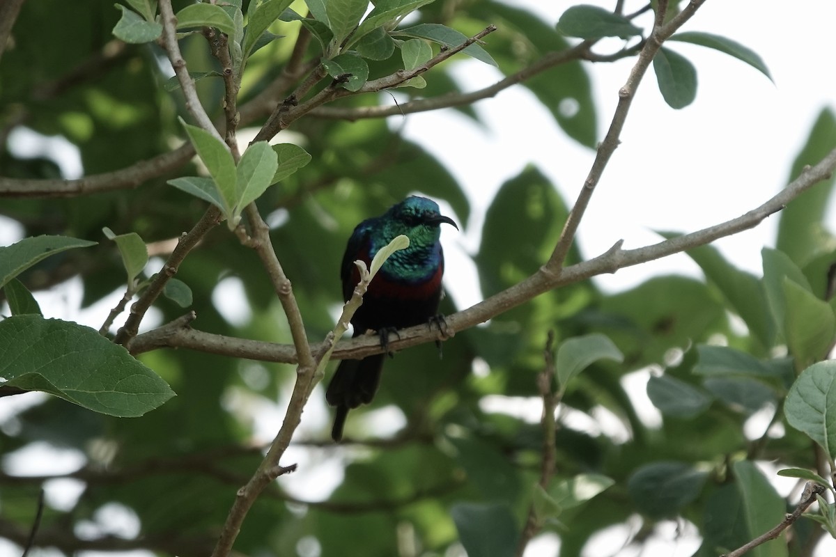 Red-chested Sunbird - ML639411061