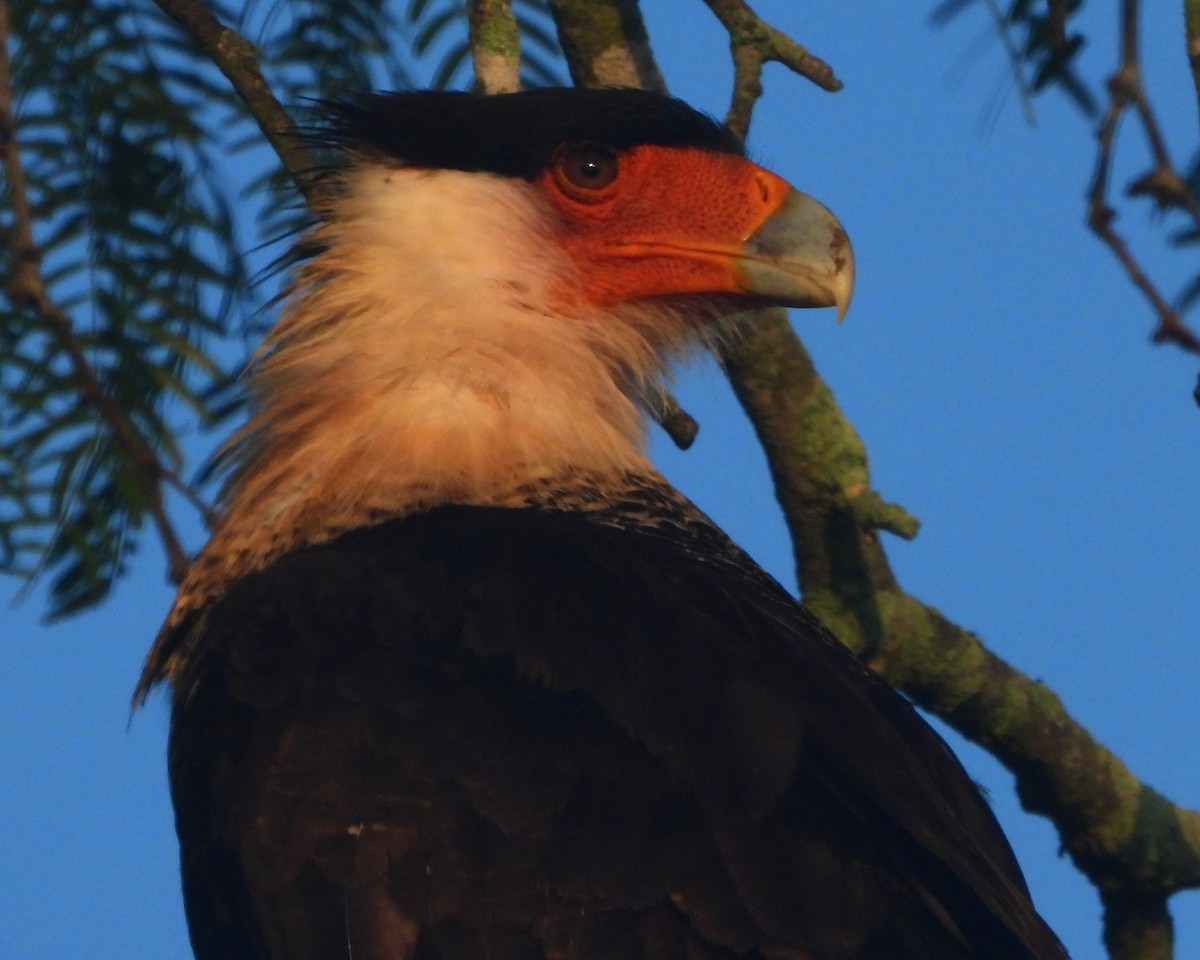 Crested Caracara (Northern) - ML639411062
