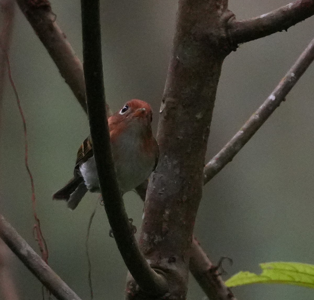 Sunda Warbler - ML639411065