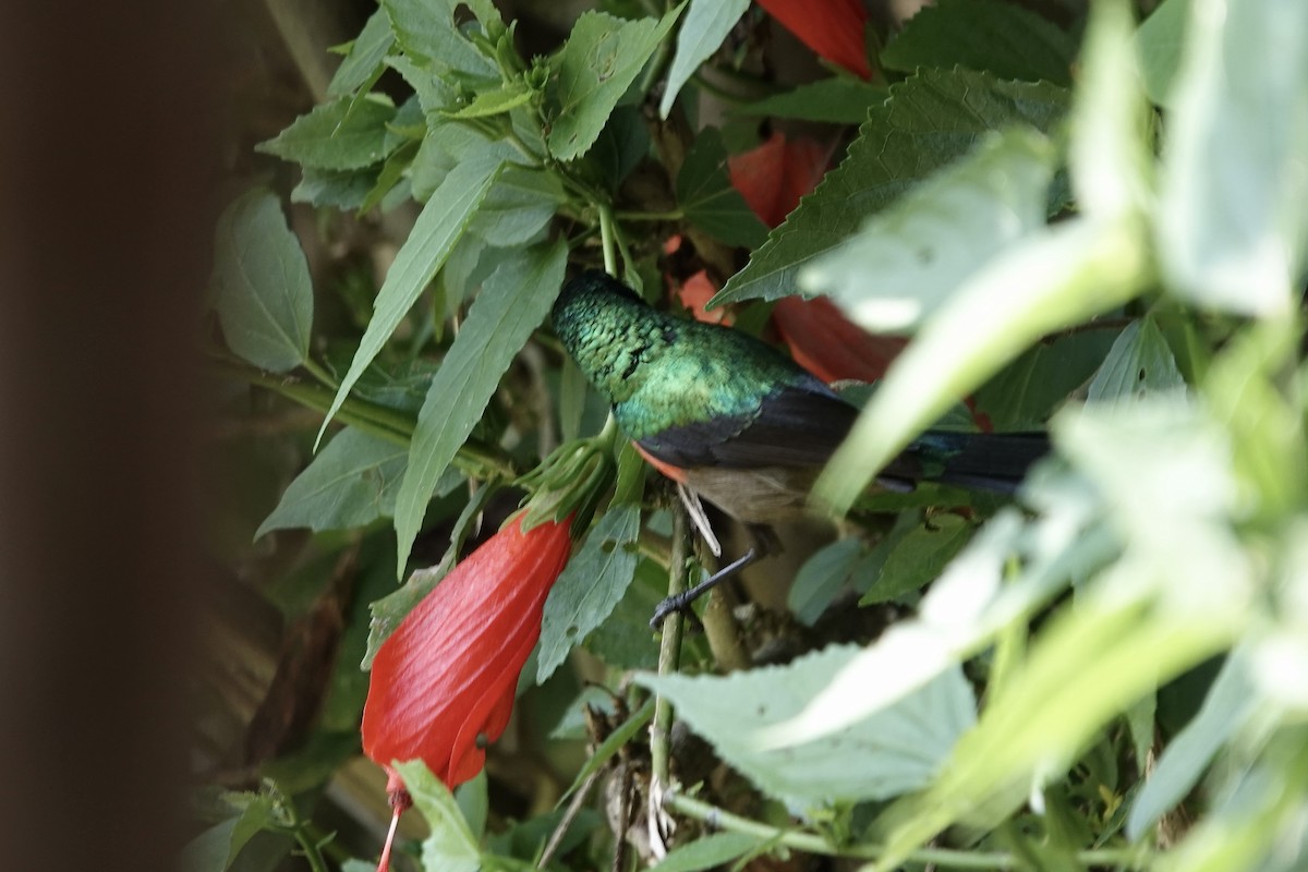 Olive-bellied Sunbird - ML639411066