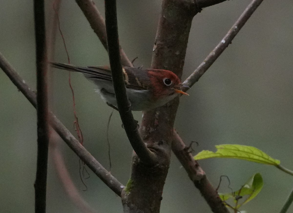 Sunda Warbler - ML639411068