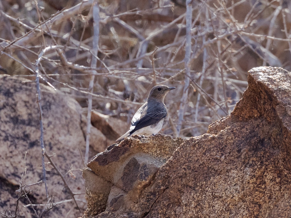 Chat Flycatcher - ML639411087