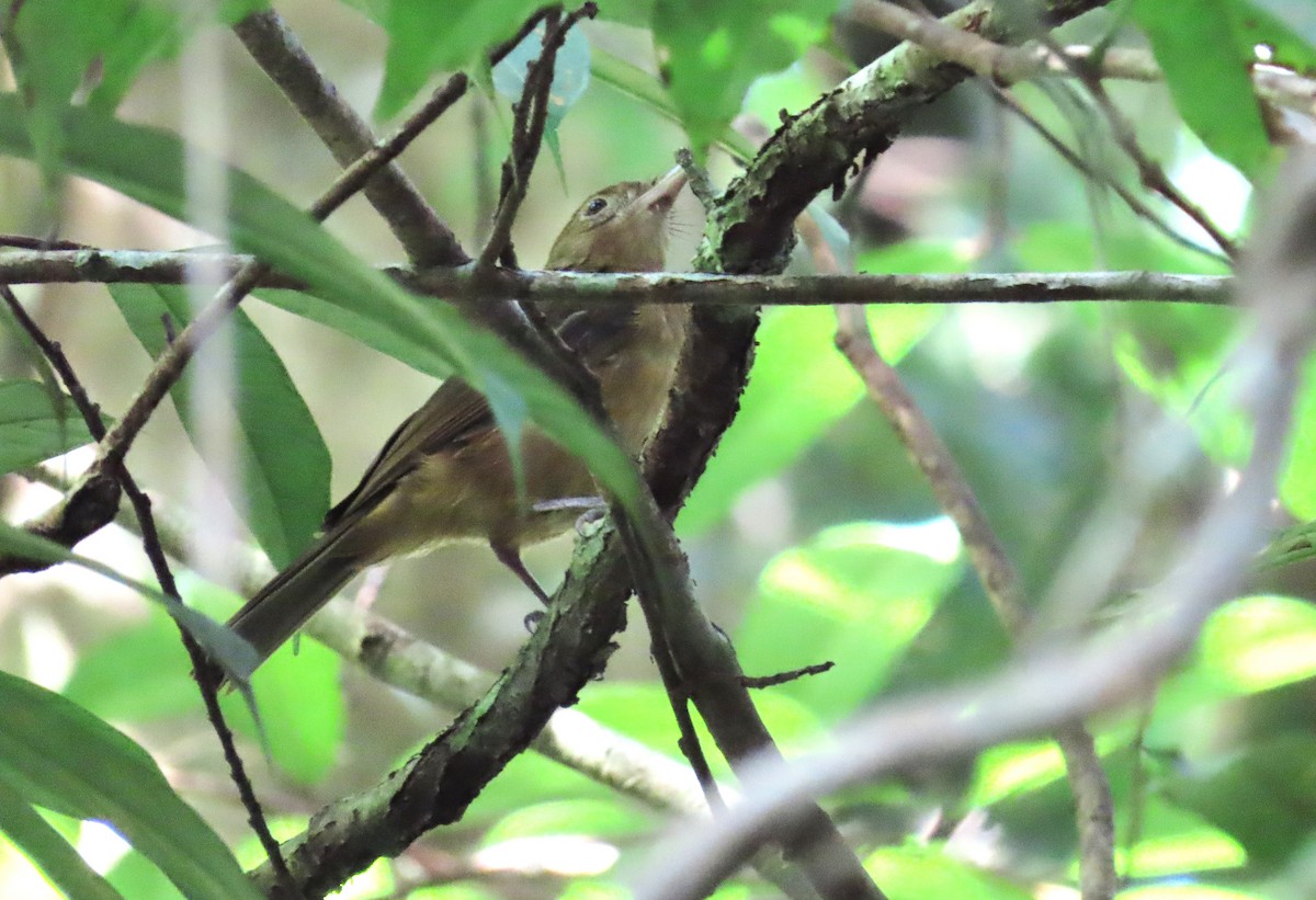 Arafura Shrikethrush - ML639411091