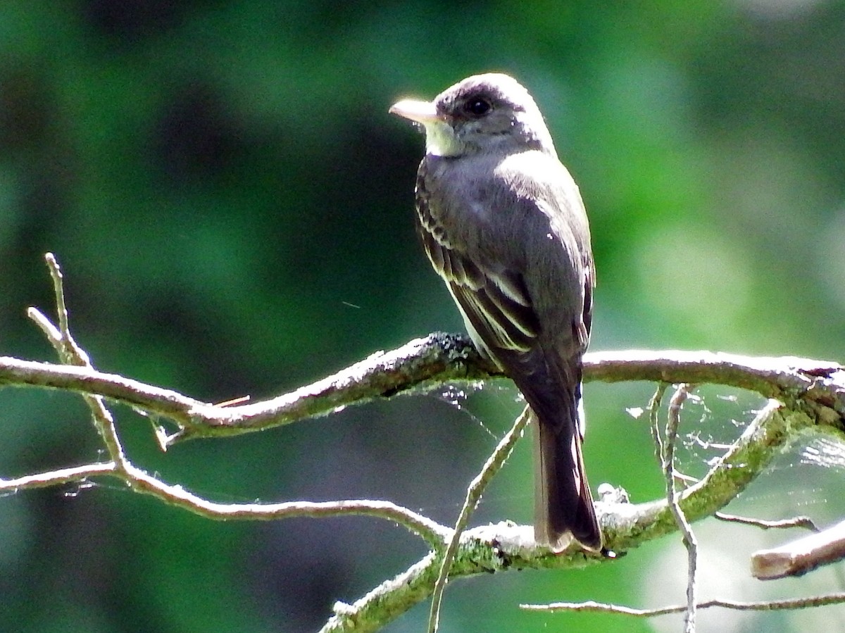 Eastern Wood-Pewee - ML639411092