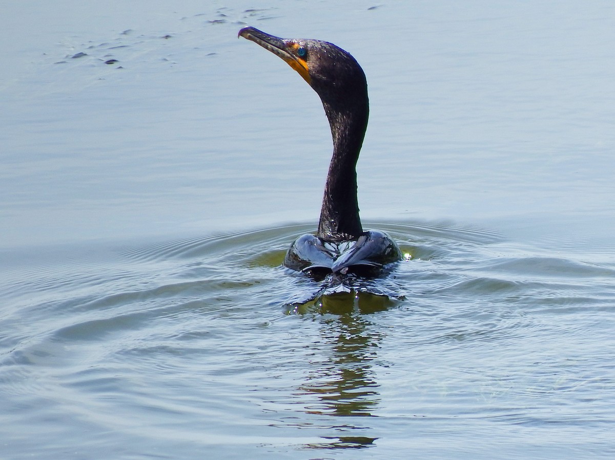 Double-crested Cormorant - ML639411099