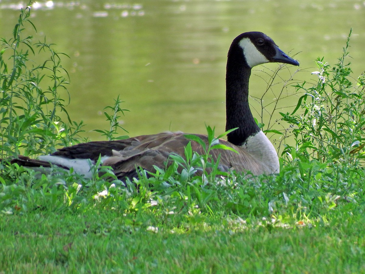 Canada Goose - ML639411105