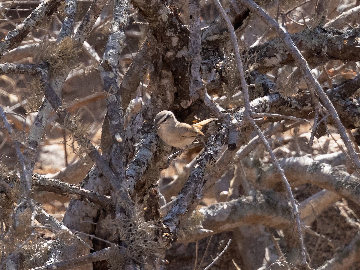 Kalahari Scrub-Robin - ML639411107