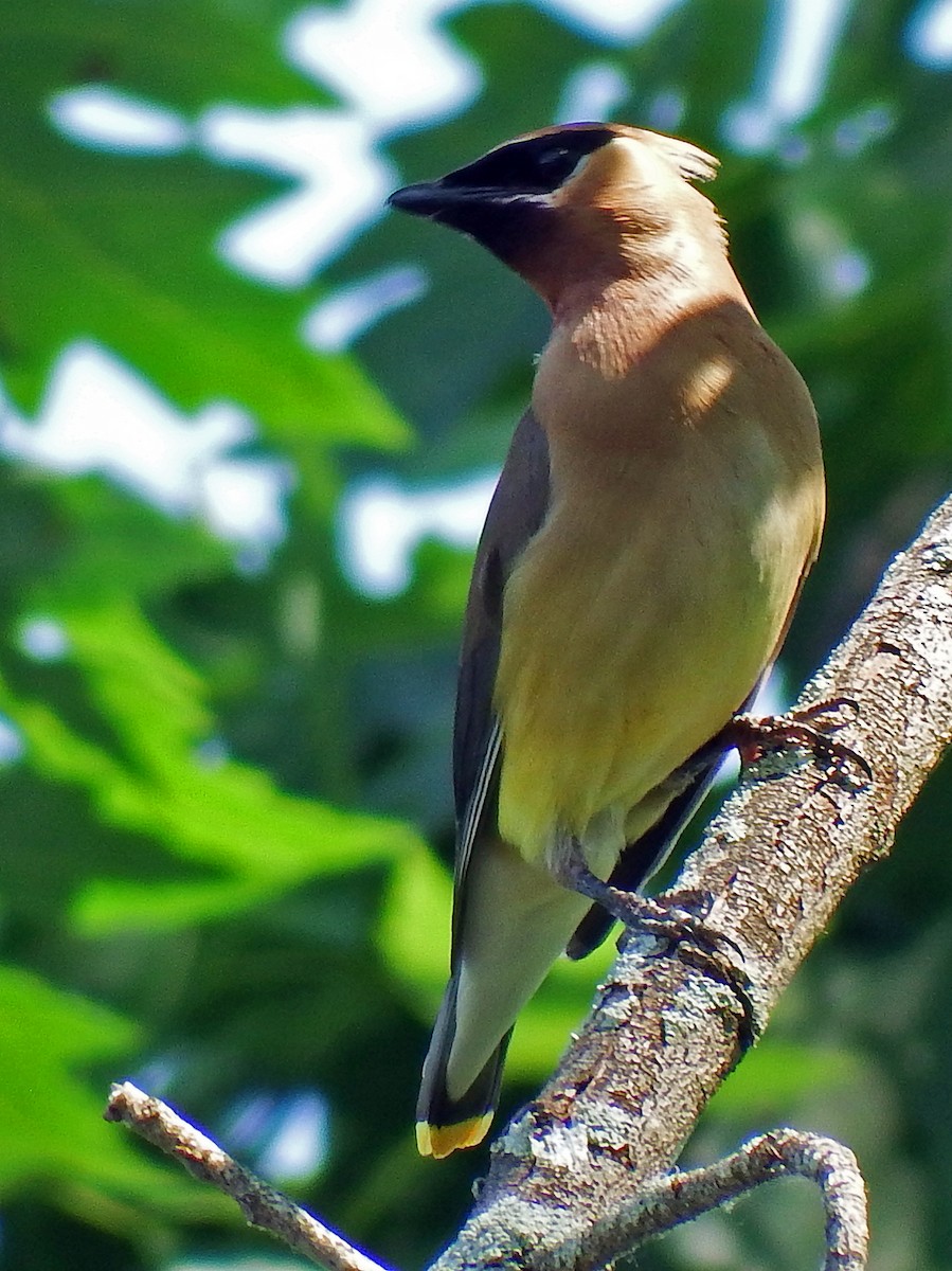 Cedar Waxwing - ML639411119