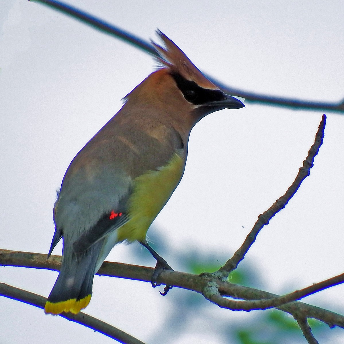 Cedar Waxwing - ML639411120