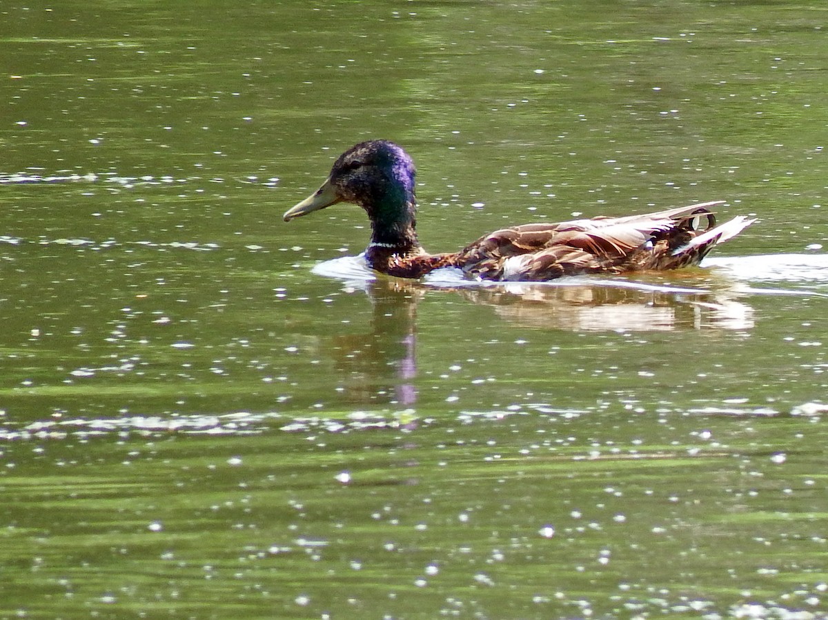 Mallard - ML639411131