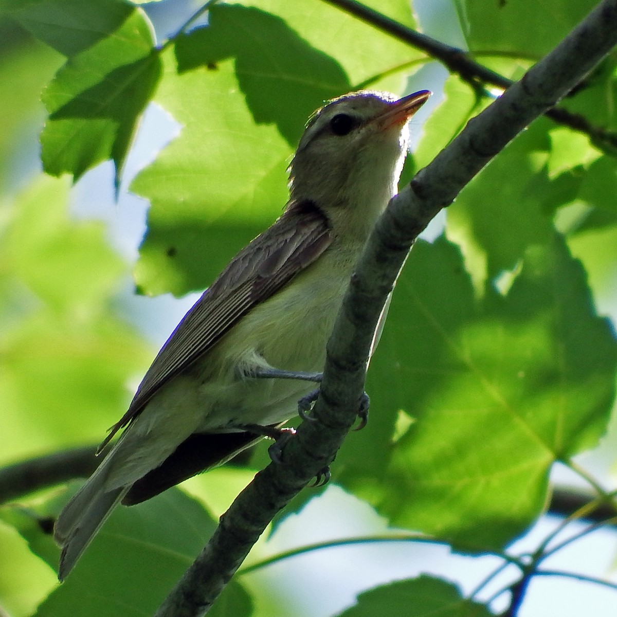 Eastern Warbling Vireo - ML639411143