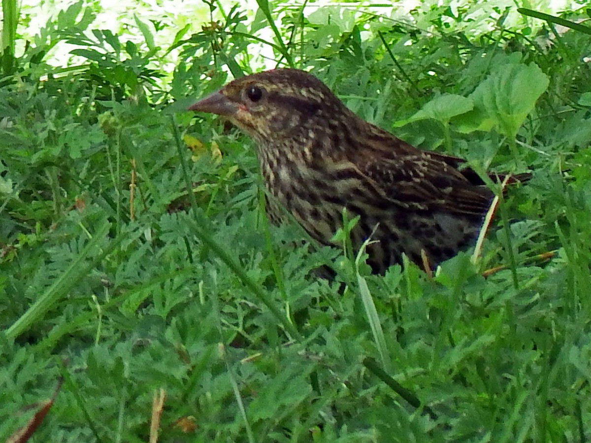 Song Sparrow - ML639411164