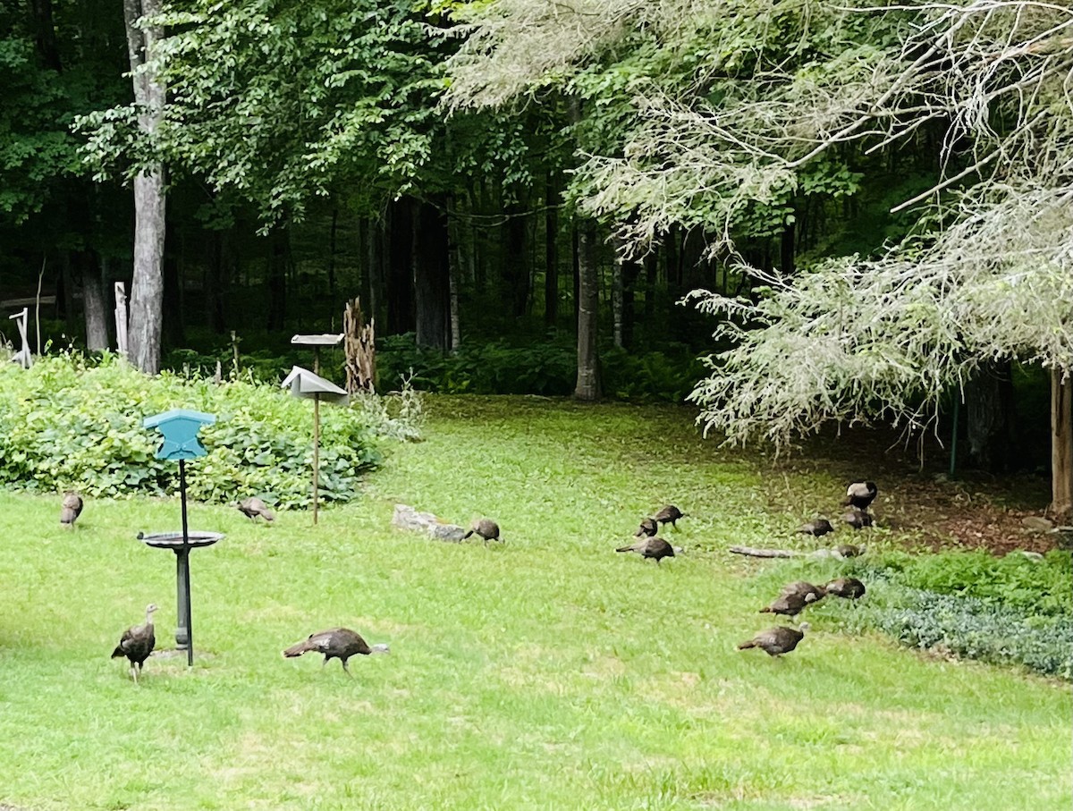 Wild Turkey - ML639411167