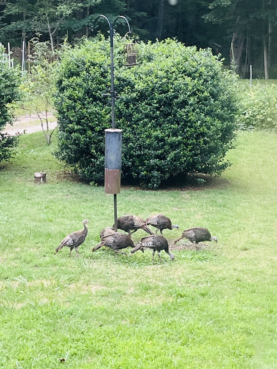 Wild Turkey - ML639411169