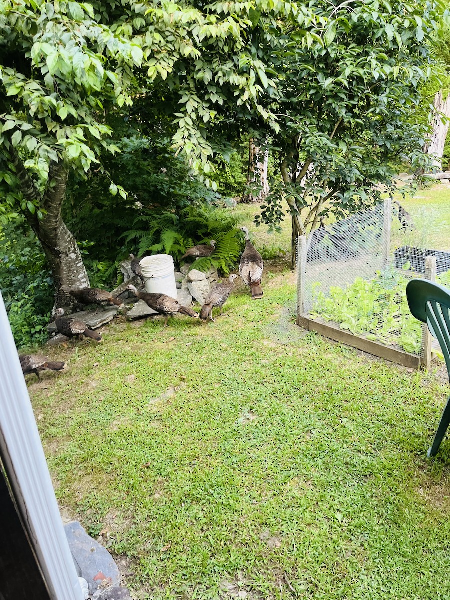 Wild Turkey - ML639411170