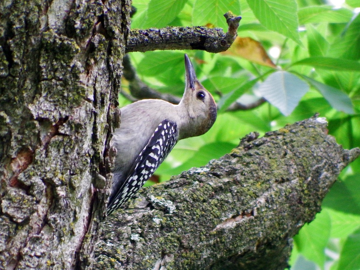 Red-bellied Woodpecker - ML639411173