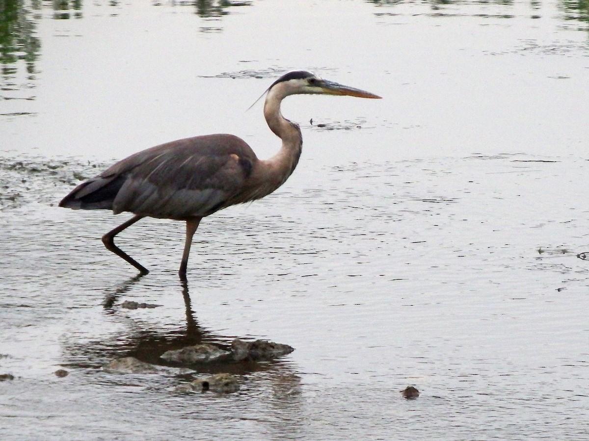 Great Blue Heron - ML639411188