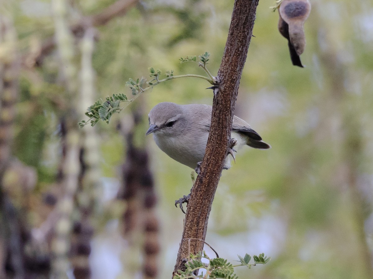 Yellow-bellied Eremomela - ML639411195