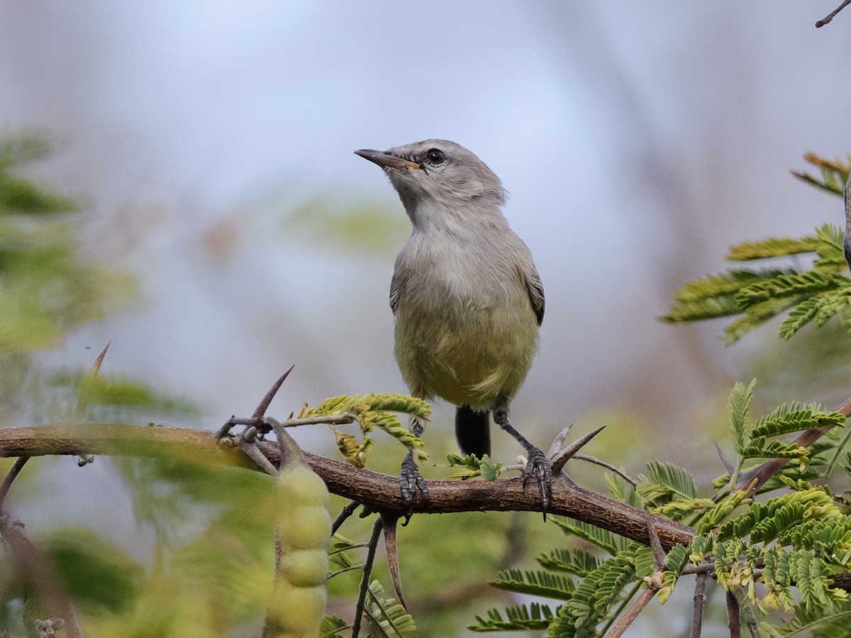 Yellow-bellied Eremomela - ML639411196