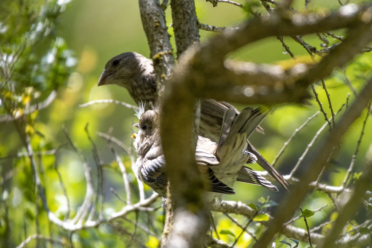 House Finch - ML639411198