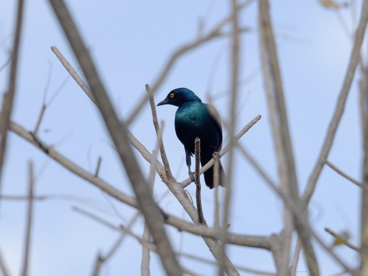 Cape Starling - ML639411212