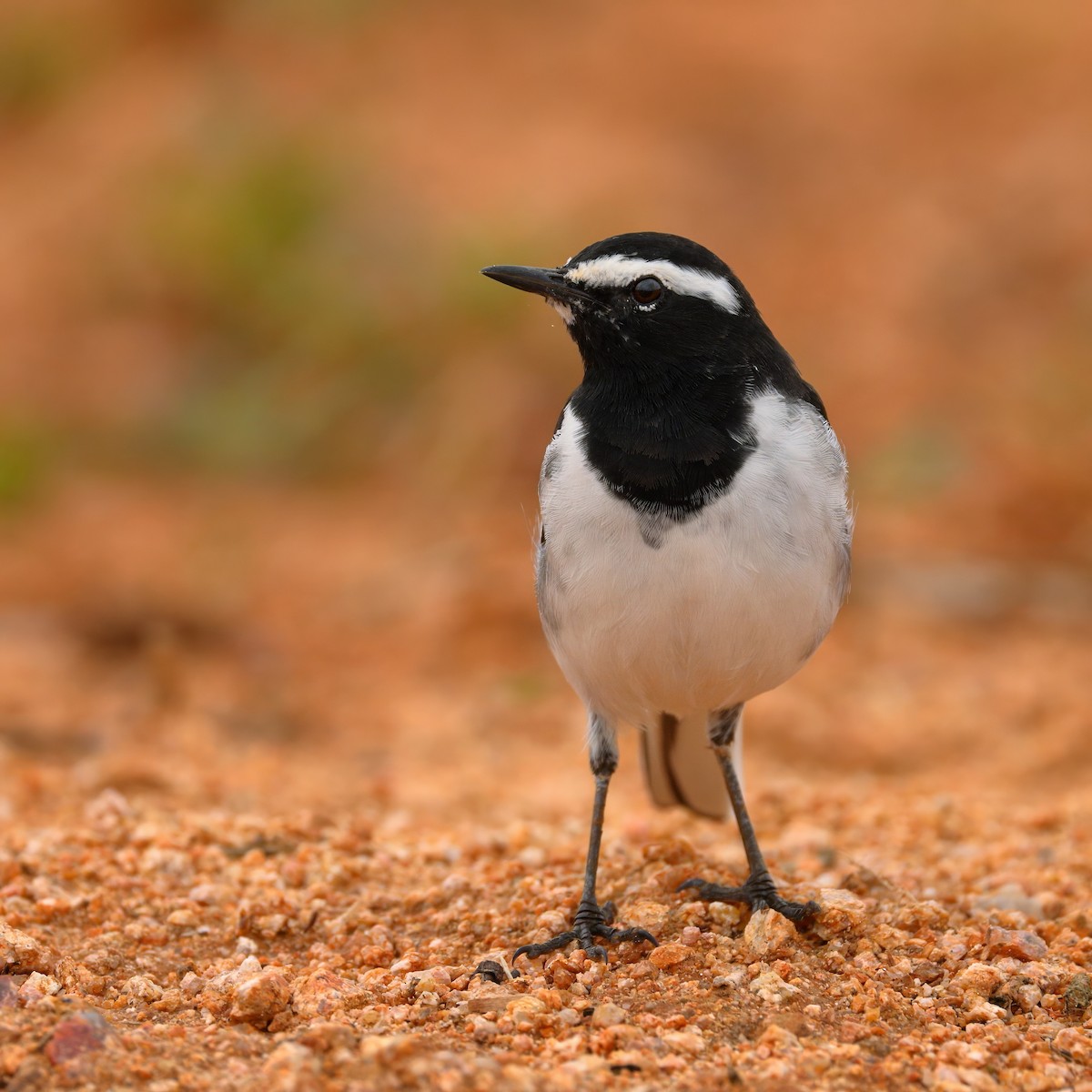 White-browed Wagtail - ML639411295