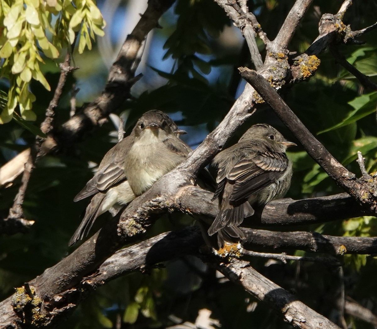 Western Wood-Pewee - ML639411304