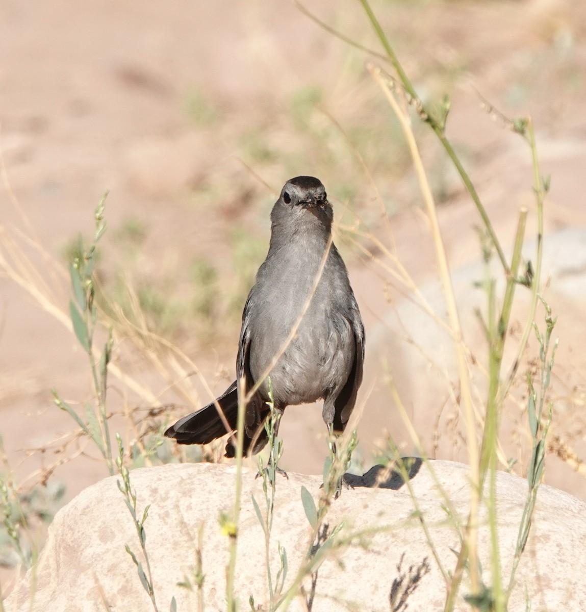 Gray Catbird - ML639411317