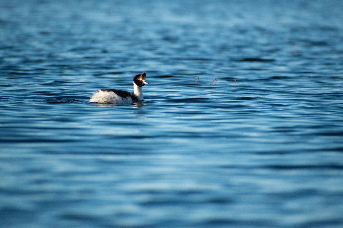 Hooded Grebe - ML639411373