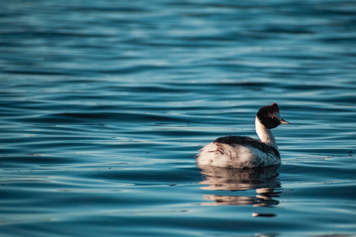 Hooded Grebe - ML639411374