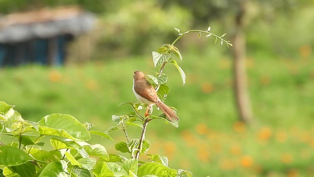 Yellow-eyed Babbler - ML639411387