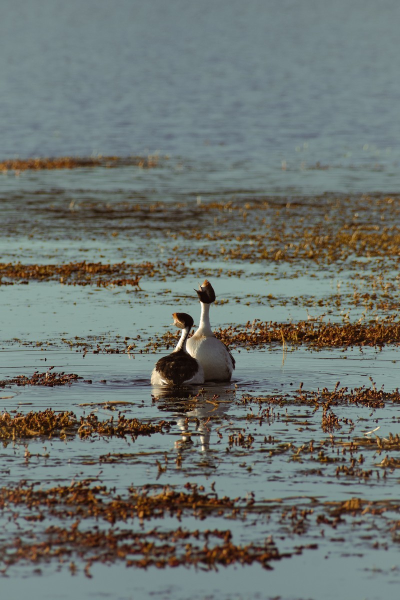 Hooded Grebe - ML639411388