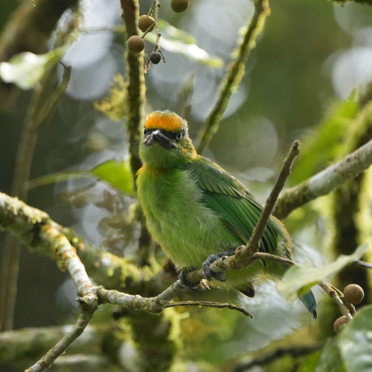Flame-fronted Barbet - ML639411431