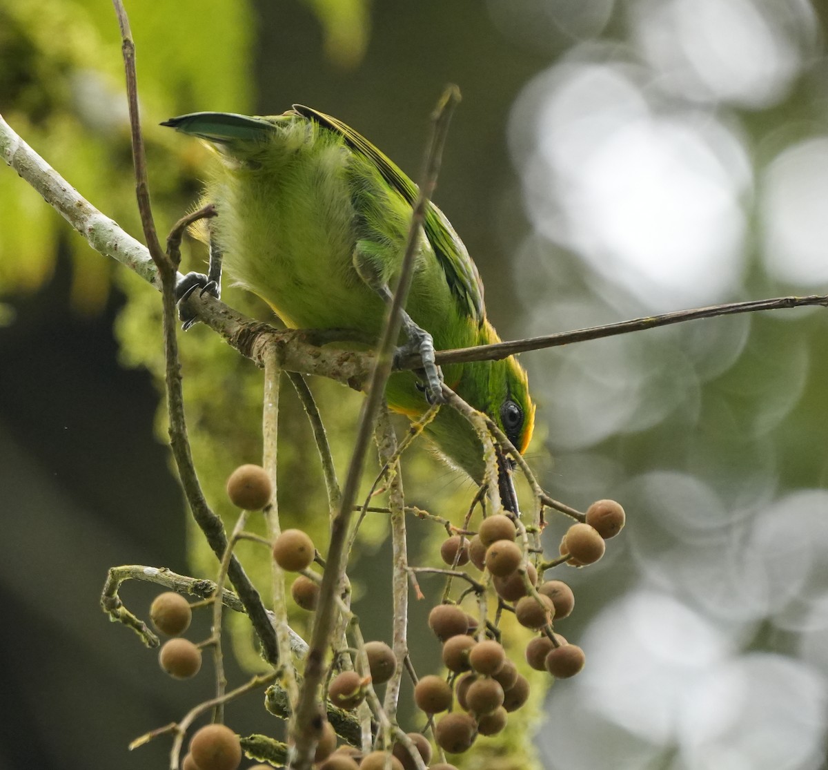 Flame-fronted Barbet - ML639411448