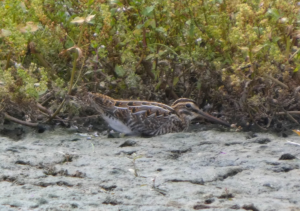 Common Snipe - ML639411500