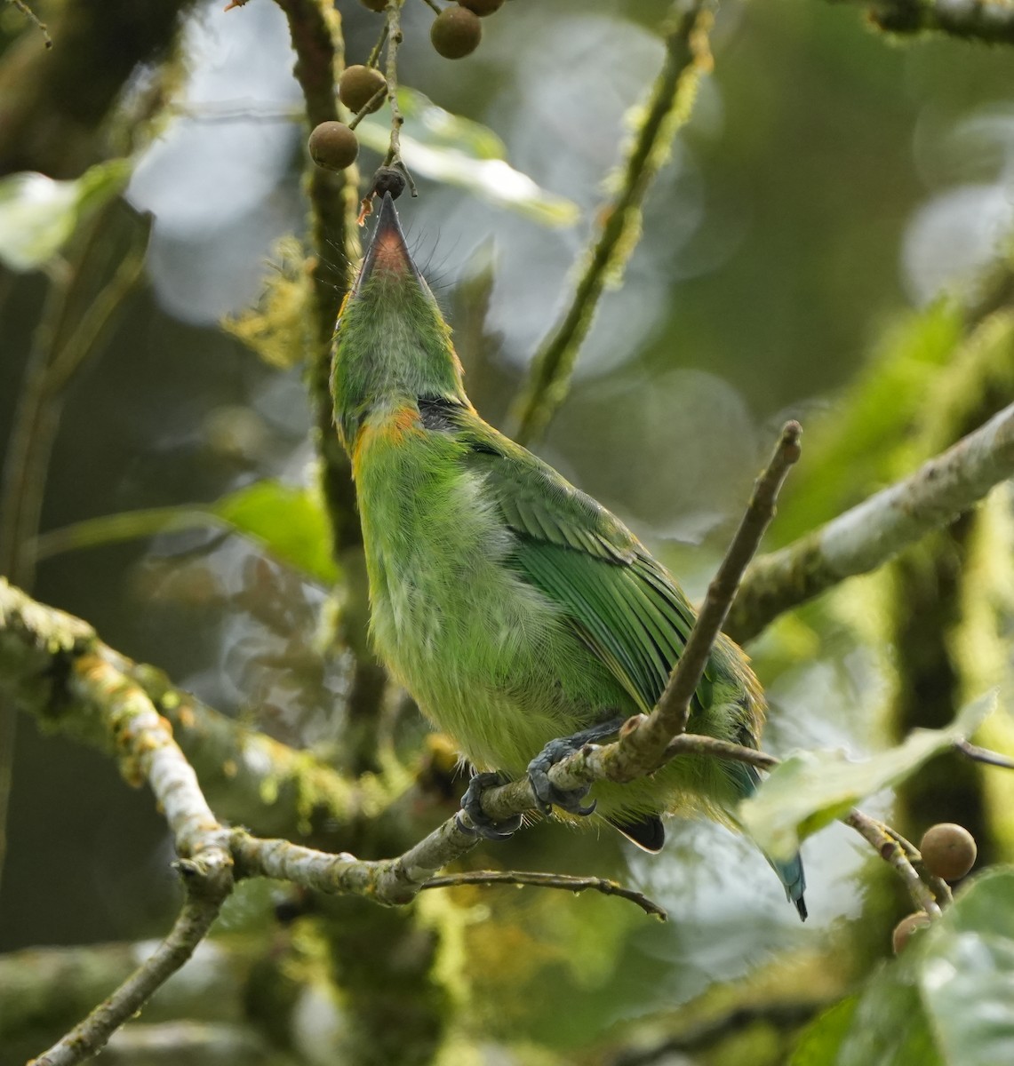 Flame-fronted Barbet - ML639411503