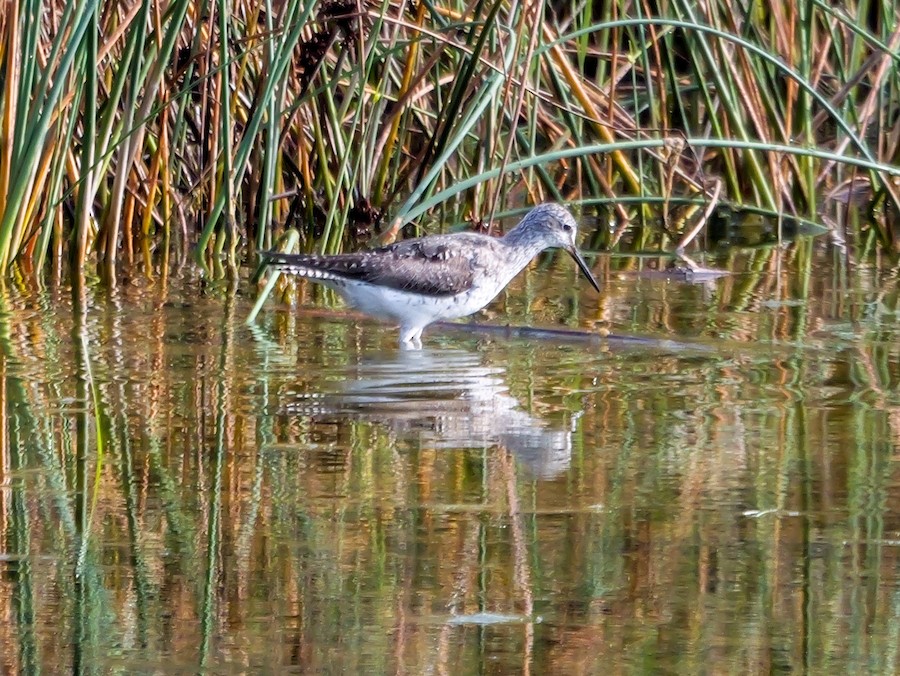Lesser Yellowlegs - Roger Horn