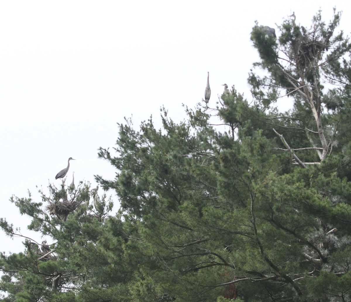 Great Blue Heron - ML639411556